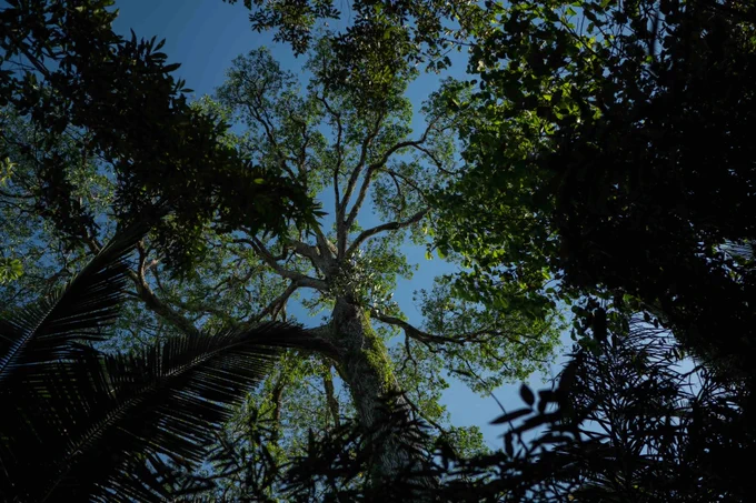 “A tall Brazil nut tree, like this one, shows that the area is healthy, so we can be sure that we can plant other crops nearby, like banana or cassava, and it will grow too,” says Tomás Tamaxi, 40, one of the Wai Wai’s young leaders. Images by Avener Prado. Brazil, 2024.

