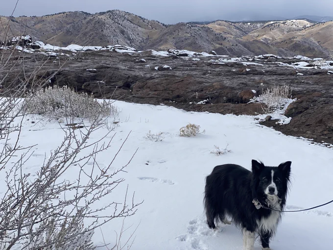Pele, a black and white Australian shepherd, standing on top of a white snowy mountain with browning foothills behind him.