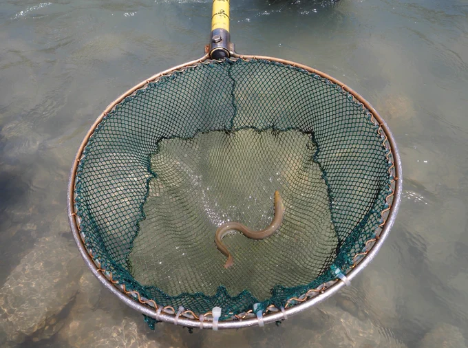 An eel in a net on the Sarantaporos. Counted as part of a fish study and then released.
