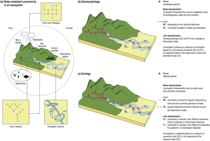 (a) Conceptualization of water mediated connectivity in an ecosystem and evaluation of connectivity and subsequent network-based representation of an ecosystem from a (b) geomorphic and (c) ecological perspective