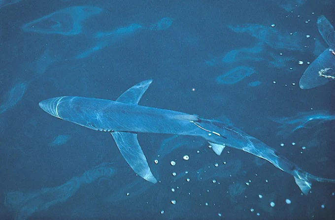 A shark in the water with a tag sticking out next to its first dorsal fin.