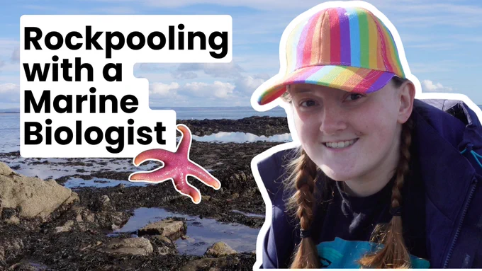 A YouTube thumbnail with the text rockpooling with a marine biologist in a white box and black text in the top left corner. A background of a rockyshore and blue sky in the background and a bright pink starfish in the Center. In the right, myself, wearing a rainbow cap, blue raincoat, brown plaits and rainbow sealife t shirt.