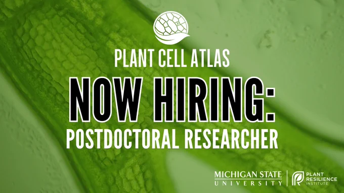 A graphic featuring a green microscopic plant cell background image with the Plant Cell Atlas and Plant Resilience Institute logos that says, "Now hiring: postdoctoral researcher"