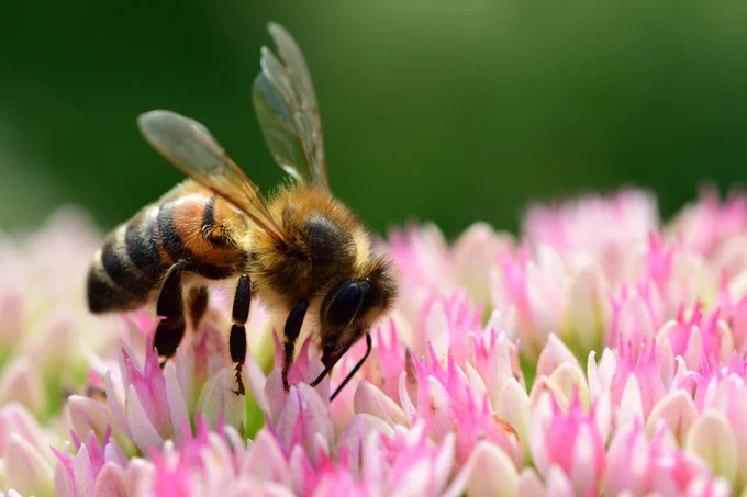 a bee on a sedum flower