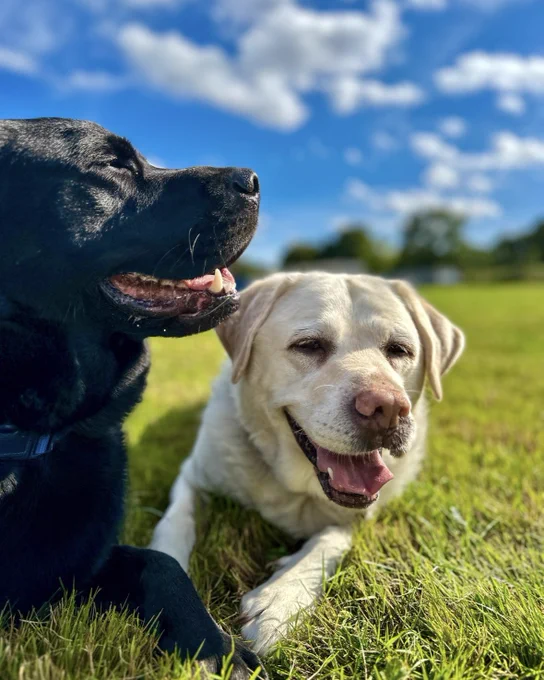 Quark and Kika laying on the grass in the park. They are huddled together both looking happy