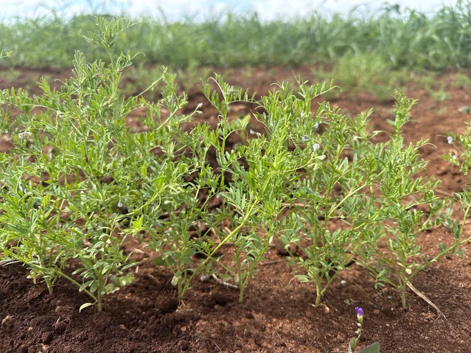 Young lentil plant growing in field