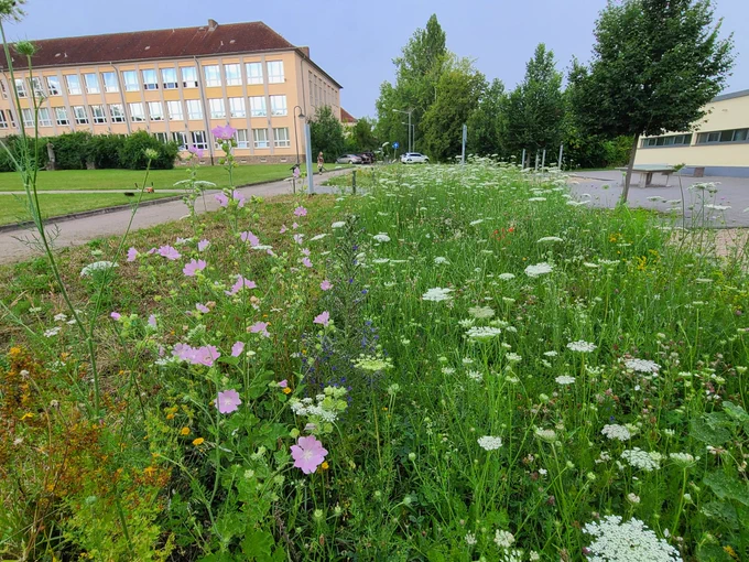 Campus Bernburg, Hochschule Anhalt. #Wildblumenwiese im 4. Standjahr. Foto vom 10. Juli 2024