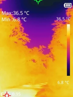 Thermal shot of bats