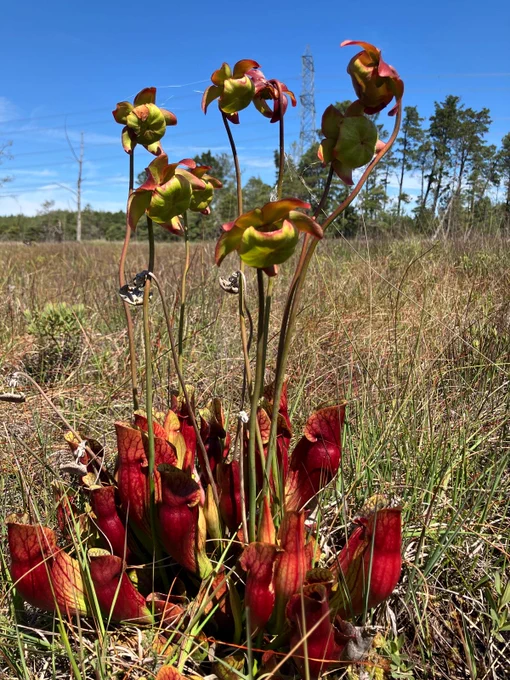 This image shows a Pitcher Plant in the ground at Wareham Forest. 