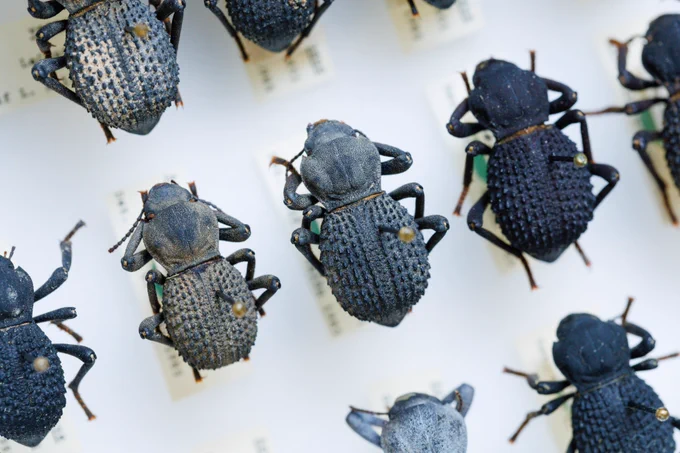 Specimens of Blue Death-Feigning Beetles (Asbolus verrucosus) by Chris Wirth.