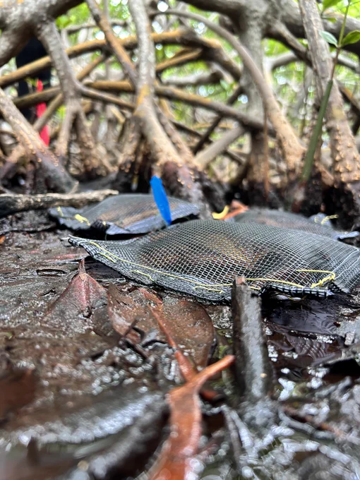 Close-up picture of a mesh covering on the mangrove forest floor.