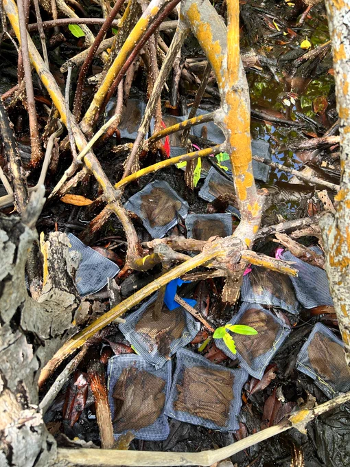 A photo of several of the mesh containers for the decomposition experimnet.