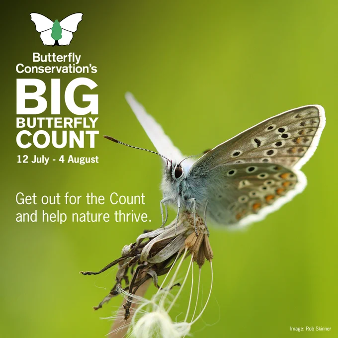 Common Blue butterfly perched on an old dandelion head. Photo credit Rob Skinner. Butterfly Conservation's Big Butterfly Count logo and dates 12 July - 4 August in top left corner. Text below reads 'Get out for the Count and help nature thrive.'