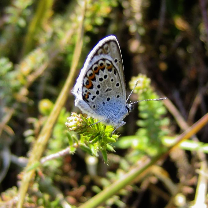 A silver-studded blue butterfly perched on a green plant with small white flowers, set against a natural background.