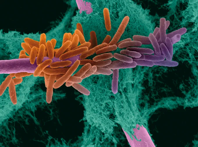 ©Institut Pasteur - https://www.abromics.fr/