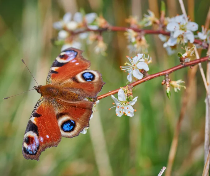 A orange butterfly with blue spots perched on a branch of a plant