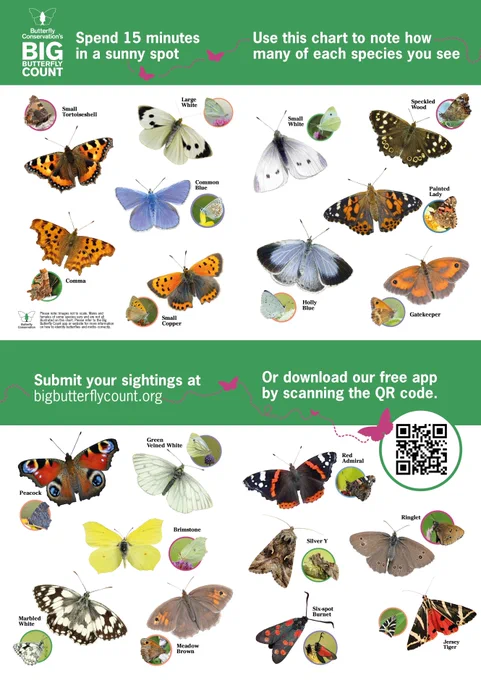 Butterfly Conservation's Big Butterfly Count identification guide with photos of each species
