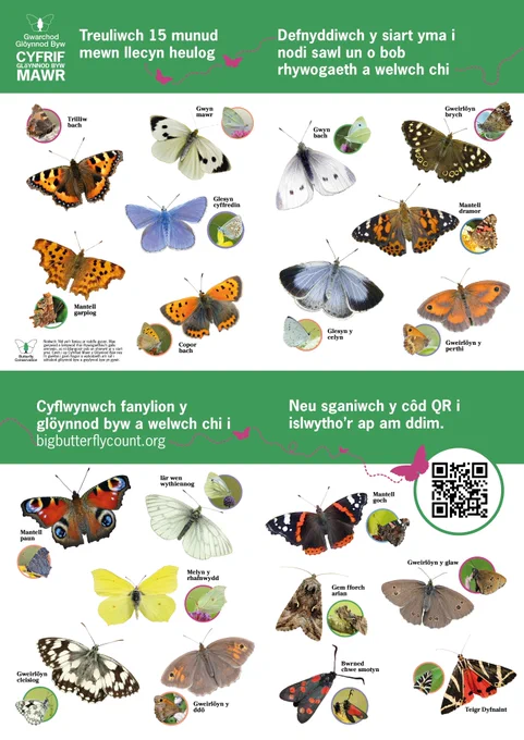 Butterfly Conservation's Big Butterfly Count identification guide in Welsh with photos of each species