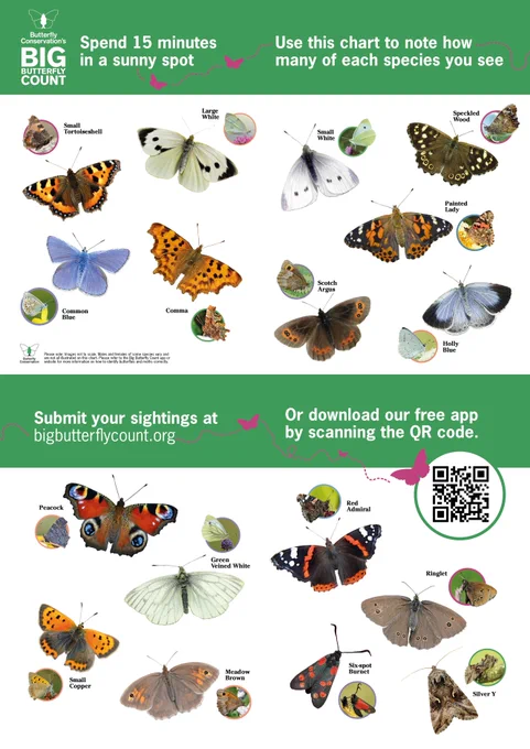 Butterfly Conservation's Big Butterfly Count identification guide for Scotland with photos of each species