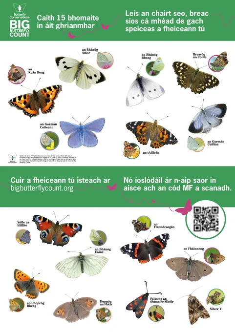Butterfly Conservation's Big Butterfly Count identification guide in Irish with photos of each species