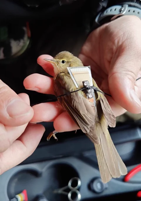 Iberian chiffchaff (P. ibericus) during geolocator attachment in the present field season in Spain (Spring 2024; Photo by Violeta Caballero-Lopez).