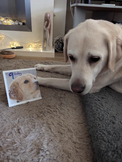 Uri white lab X Ret with pink nose with a birthday card of a lab puppy 