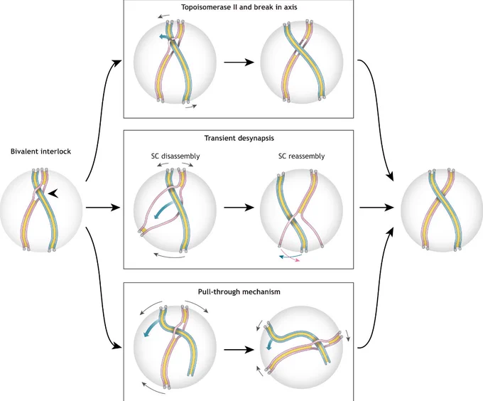 Figure showing three possible mechanisms to remove interlocks and the accompanying chromosome movements required for expulsion of the entrapped chromosome(s). The initial interlock is indicated by a black arrowhead. The direction of chromosome movements is indicated by the gray arrows. The SC is shown in yellow. Rearrangement of telomere position following SC disassembly is shown by teal and pink arrows. Telomere attachment to the NE is indicated by gray blocks. The only model that requires detachment of one or both telomeres is the ‘pull-through’ model. Although both Brownian and motor-driven chromosome motions are random in their direction, we highlighted the specific motions that would result in a change to chromosome configuration.