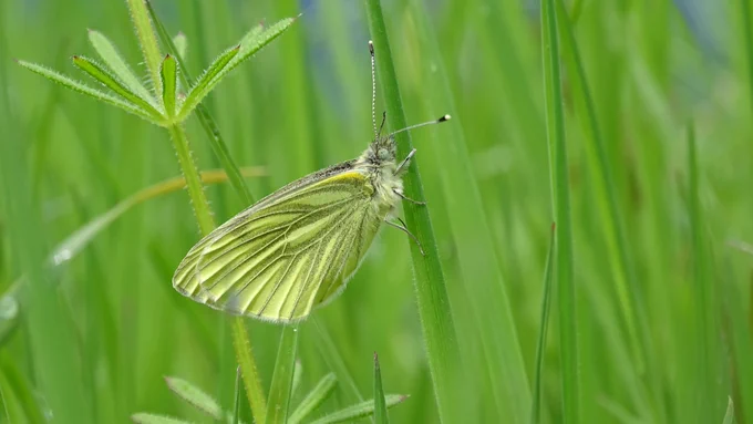 A Green-veined white resting on a blade of grass.