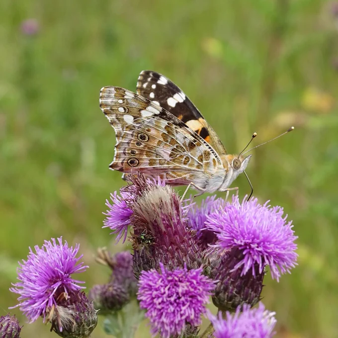 A Painted lady feeding on Creeping thistle.