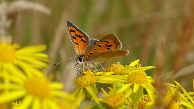 A Small copper feeding on Ragwort.
