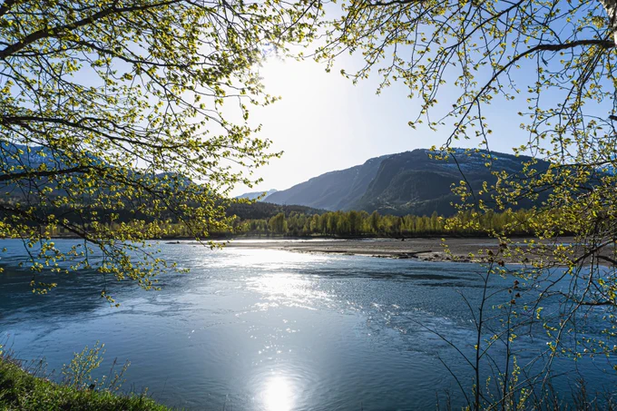 An image of a river in Revelstoke framed by trees. Mountains in the background.