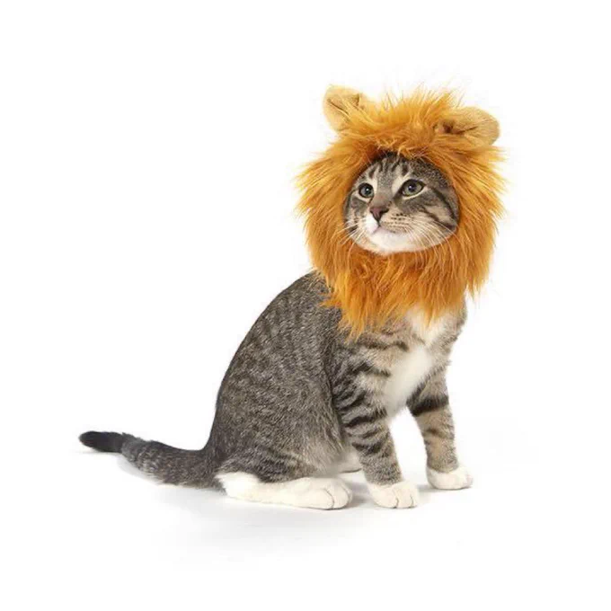 Cat dressed as a lion