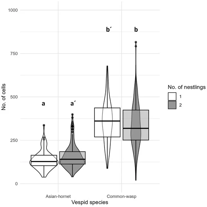 Fig. 1 from the article. Interaction effect of vespid species and number of nestlings over the number of cells of the combs delivered to honey-buzzard nests according to the photographic record. Common-wasps show more cells per comb than Asian-hornets and this difference is greater in nests of one nestling (a - a'/b'- b). The isolated effect of the number of nestlings was not significant.