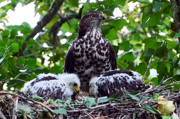 Female of European honey buzzard with her two chicks, which are feeding on a wasp comb. Photograph by José Luis Ogando