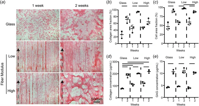 Picrosirius red stained scaffolds and neutrally charged slides show collagen deposited by tenocytes. 