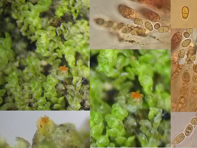 Unpublished photos of the very first sample of Endoantria benetecta, with habitat photos showing the orange fungus nestled in its host liverwort perianths, as well as photos of the 1-septate ascospores in Lugol's iodine.