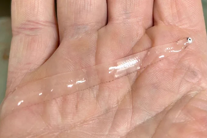 A thin transparent eel larva, laid on a man’s hand spanning his palm.
