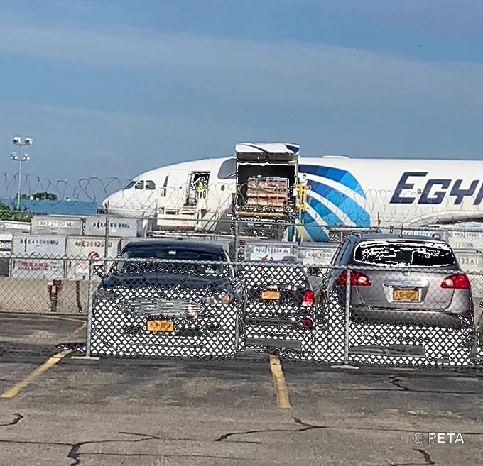 Long-tailed macaques on a previous Egyptair flight to JFK airport; credit: PeTA