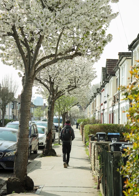 A man walking along a tree-lined street in Croydon, South London.