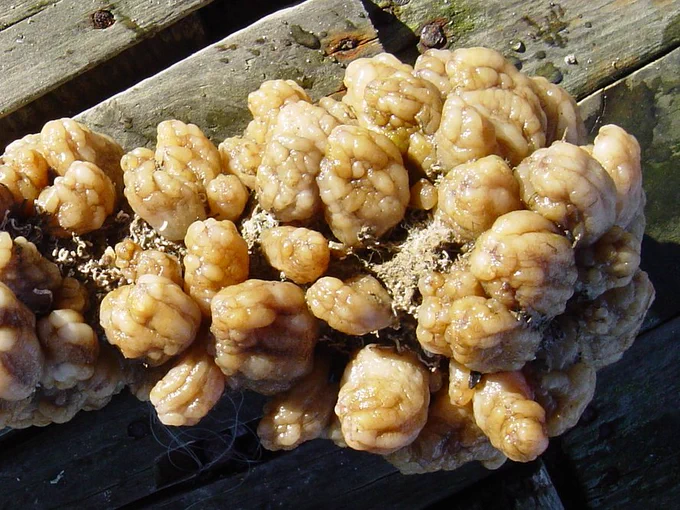Styela Plicata. Autoria UB-CEAB