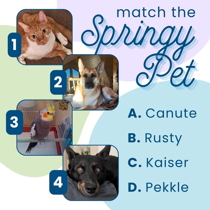 Match the Springy Pet: There are four numbered pet photos and a list of four names to match with the pets. 

Pet photos: 
1. an orange and white cat 
2. a tan and black German Shepherd 
3. a yellow and gray cockatiel 
4. a black and brown dog 

Names: A. Canute, B. Rusty, C. Kaiser, D. Pekkle