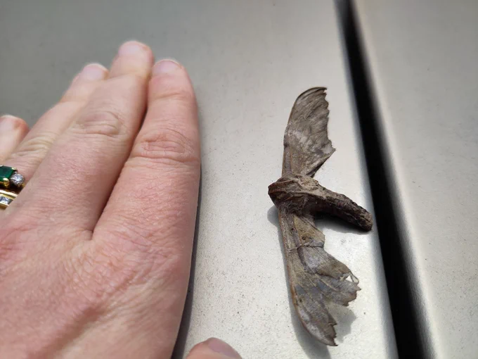 A dead moth next to a lady's hand. I'm 6ft 1, so quite a large hand! 
