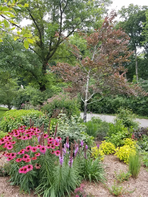 variety of flowers and plants