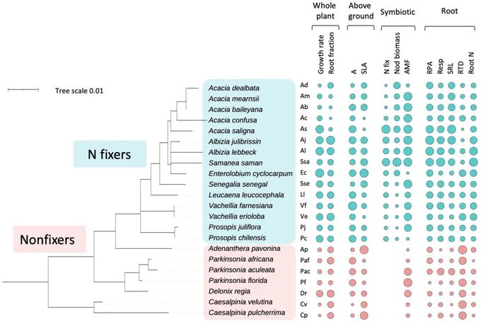 Maximum likelihood phylogeny of 22 studied tropical Fabaceae tree species and variation in functional traits. 