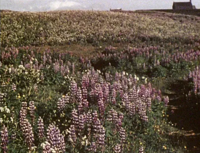 A colour film still of a field filled with purple and green heather, the sun is shining and the outline of a small building can be seen on the horizon.