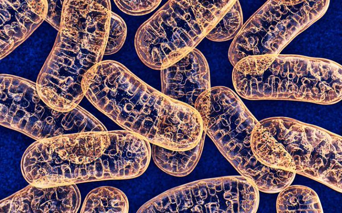 Mitochondria