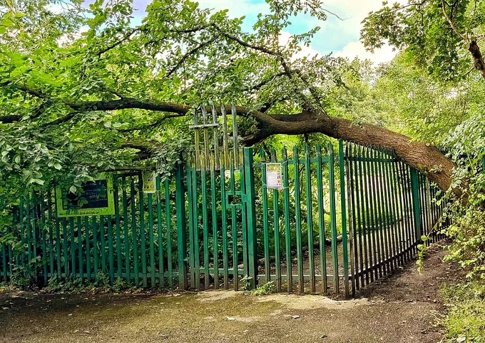 Fallen tree in Chapel Street Park 
