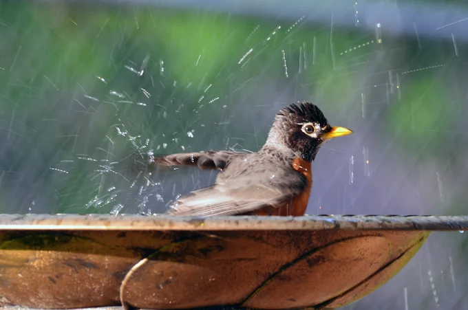 American robin splashing in a bird bath