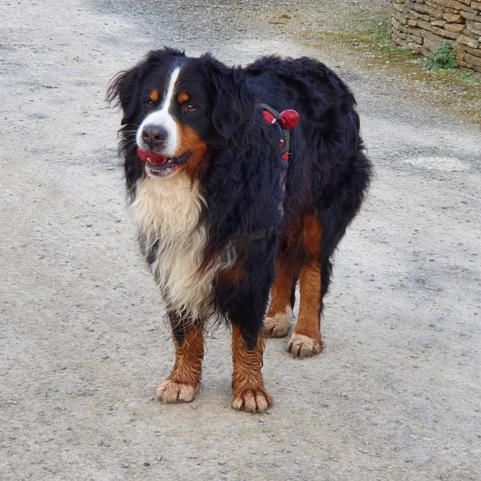 Archie in Newton Wood