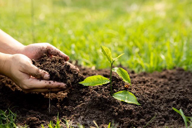 Small hands hold soil, next to a sprouting plant from the ground.